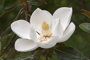 Lire la suite à propos de l’article Faits sur le magnolia du sud – Conseils pour planter un arbre de magnolia du sud