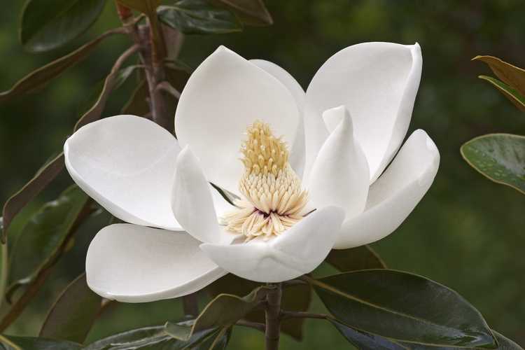 You are currently viewing Faits sur le magnolia du sud – Conseils pour planter un arbre de magnolia du sud