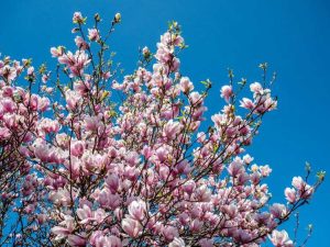 Lire la suite à propos de l’article Taille des magnolias : découvrez comment et quand tailler les magnolias