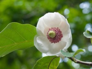 Lire la suite à propos de l’article Informations sur l'arbre Oyama Magnolia – En savoir plus sur les exigences de culture d'Oyama Magnolia