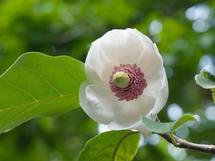 You are currently viewing Informations sur l'arbre Oyama Magnolia – En savoir plus sur les exigences de culture d'Oyama Magnolia