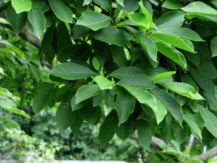 You are currently viewing Problèmes de floraison du magnolia – Pourquoi un magnolia ne fleurit pas