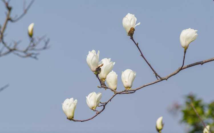 You are currently viewing Bourgeons de magnolia fermés : raisons pour lesquelles les fleurs de magnolia ne s'ouvrent pas