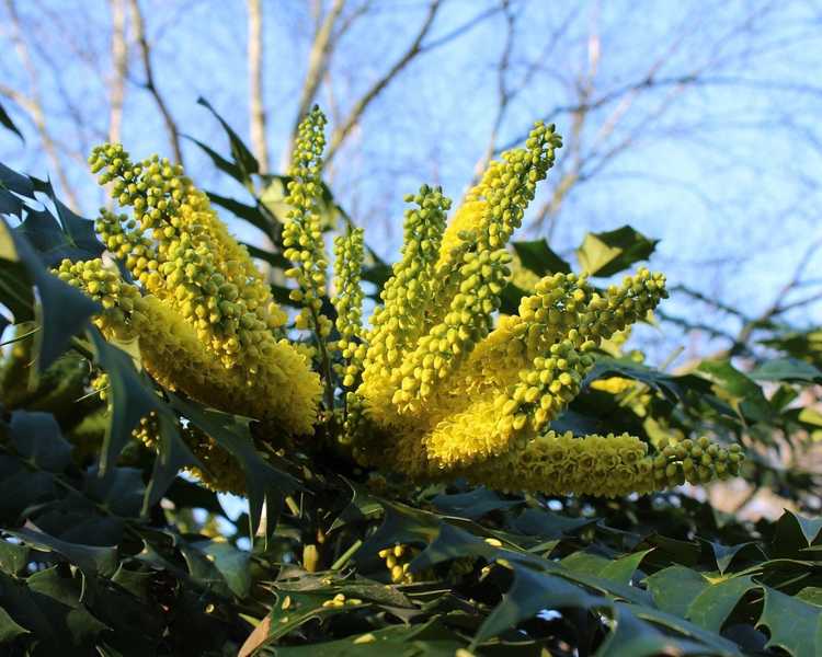 You are currently viewing Informations sur Mahonia : Apprenez à cultiver une plante Mahonia à feuilles de cuir