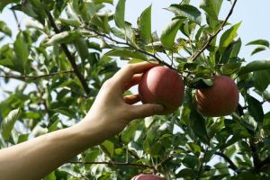 Lire la suite à propos de l’article Conseils pour la récolte des pommes et la conservation des pommes après la récolte