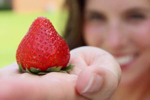 Lire la suite à propos de l’article Faits sur les fraises Earliglow – Conseils pour cultiver des baies Earliglow