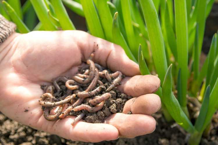 Lire la suite à propos de l’article Ajouter des vers à un tas de compost – Comment attirer les vers de terre
