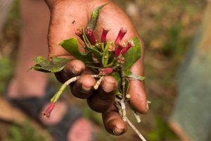 Lire la suite à propos de l’article Conseils de propagation des clous de girofle – Méthodes de propagation des clous de girofle