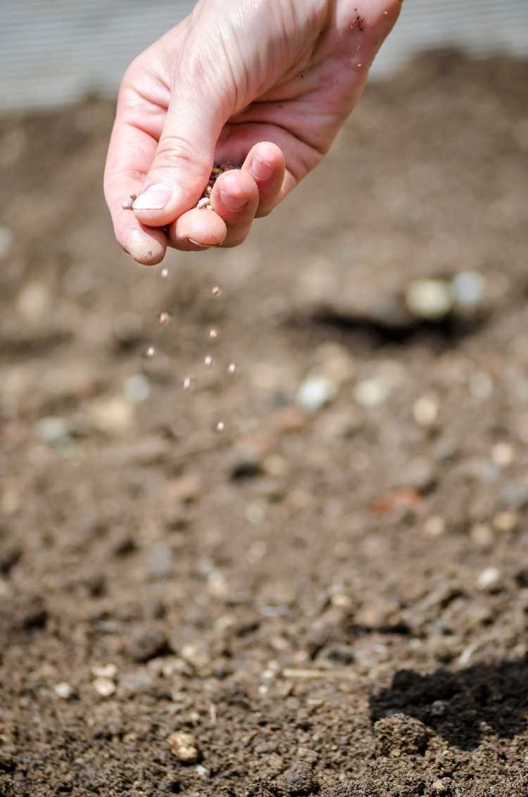 You are currently viewing Qu'est-ce que l'habillage latéral : Que faut-il utiliser pour l'habillage latéral des cultures et des plantes