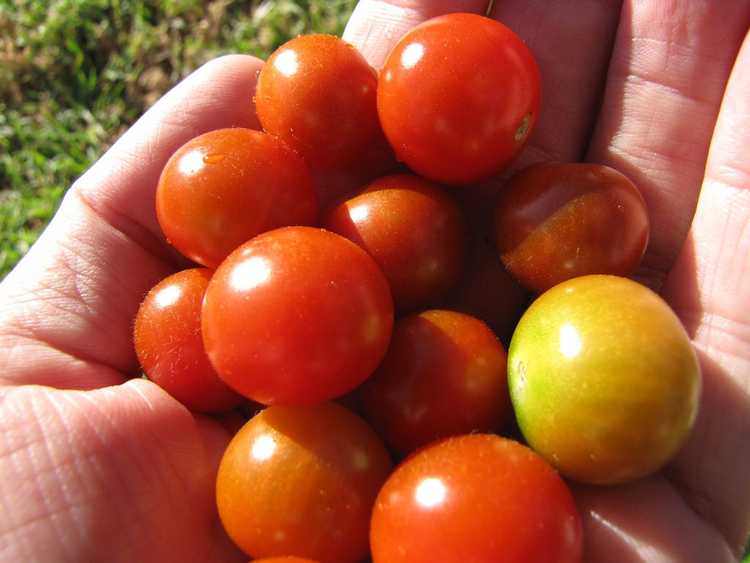 You are currently viewing Entretien des tomates Sweet 100 : En savoir plus sur la culture de tomates Sweet 100