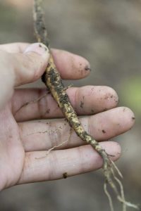 Lire la suite à propos de l’article Que sont les boutures de racines : informations sur la prise de boutures à partir de la croissance des racines