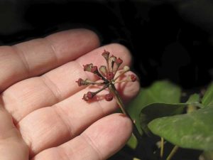 Lire la suite à propos de l’article Propagation des plantes d'intérieur : germination des graines de plantes d'intérieur