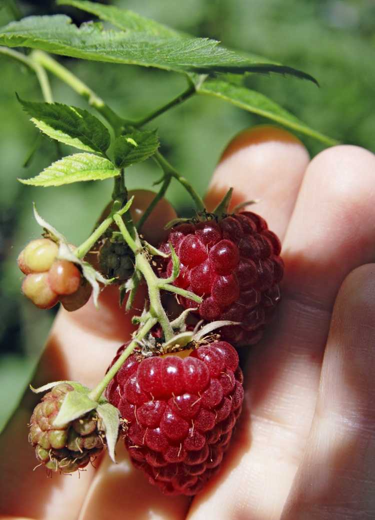 You are currently viewing Saison de cueillette des framboises – Quand les framboises sont-elles prêtes à être cueillies