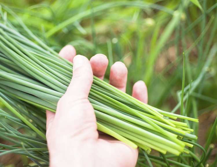 You are currently viewing Récolte des plantes de ciboulette : comment et quand récolter la ciboulette