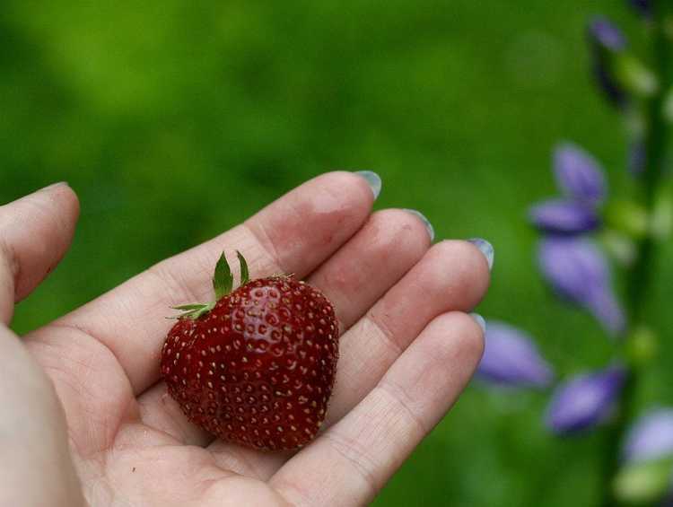 You are currently viewing Cultiver des beautés Ozark – Que sont les fraises Ozark Beauty