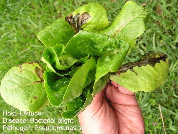 You are currently viewing Maladies courantes affectant les plants de laitue : conseils pour traiter les maladies de la laitue