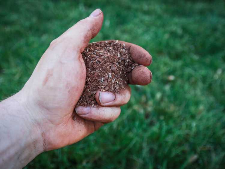 Lire la suite à propos de l’article Qu'est-ce que le sursemis : informations sur le moment choisi et la meilleure herbe pour le sursemis