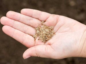 Lire la suite à propos de l’article En savoir plus sur la conservation des graines de carottes