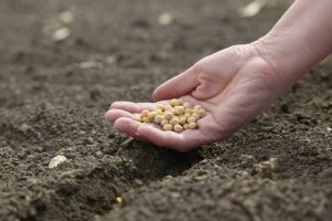 Lire la suite à propos de l’article Inconvénients de la plantation de cultures de couverture : quels sont les inconvénients des cultures de couverture