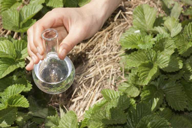 You are currently viewing Tester l'eau pour les plantes – Comment tester l'eau pour les jardins