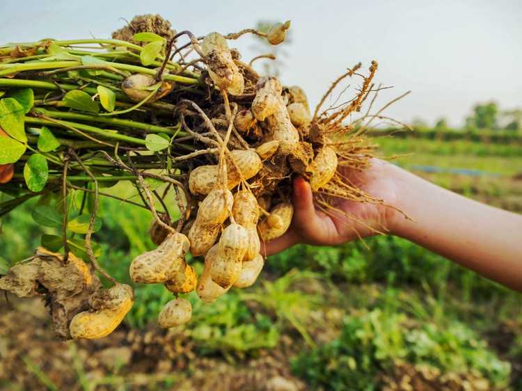 You are currently viewing Plantez vos propres cacahuètes – Comment faire pousser des cacahuètes