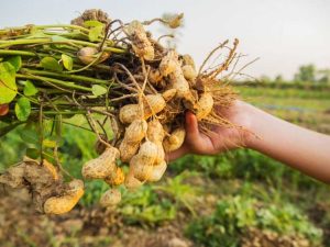 Lire la suite à propos de l’article Types de plantes d’arachide : découvrez les différentes variétés d’arachides