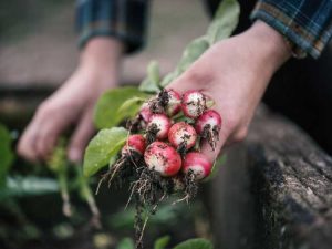 Lire la suite à propos de l’article Comment réparer les radis chauds : pourquoi mes radis sont-ils trop chauds pour être mangés