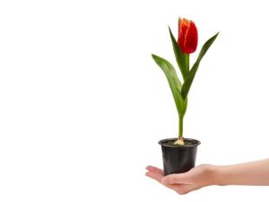 Lire la suite à propos de l’article Cultiver des tulipes à l'intérieur : comment forcer les bulbes de tulipes