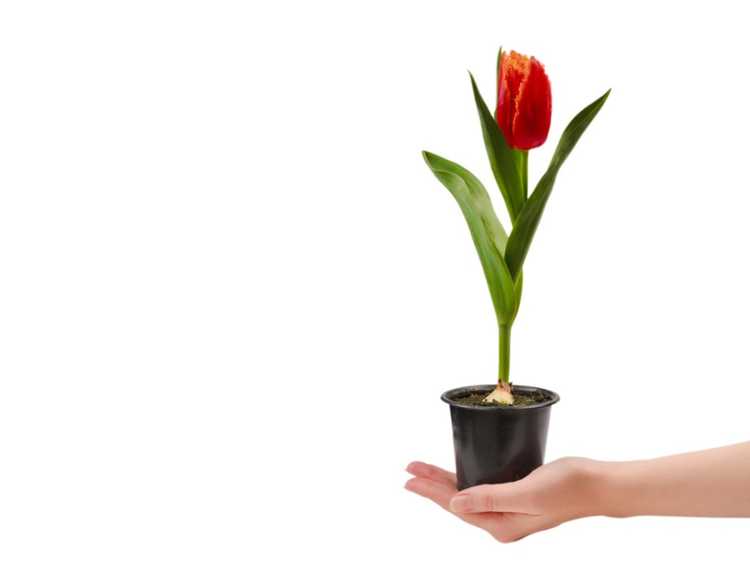 You are currently viewing Cultiver des tulipes à l'intérieur : comment forcer les bulbes de tulipes