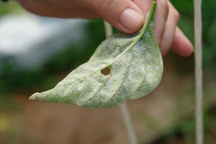 You are currently viewing Les feuilles de poivre deviennent blanches : traiter les poivrons contre l'oïdium