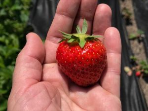 Lire la suite à propos de l’article Allstar Strawberry Care : Conseils pour cultiver des fraises Allstar