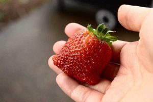 Lire la suite à propos de l’article Seascape Berry Info – Qu'est-ce qu'une fraise Seascape