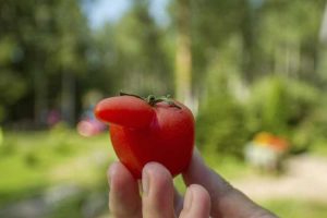 Lire la suite à propos de l’article Problèmes de fruits de tomates – Raisons des tomates aux formes étranges