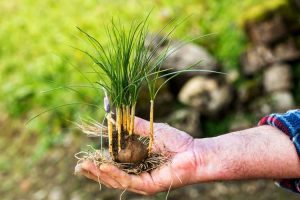 Lire la suite à propos de l’article Crocus safran non fleuri – Comment obtenir des fleurs de crocus safran