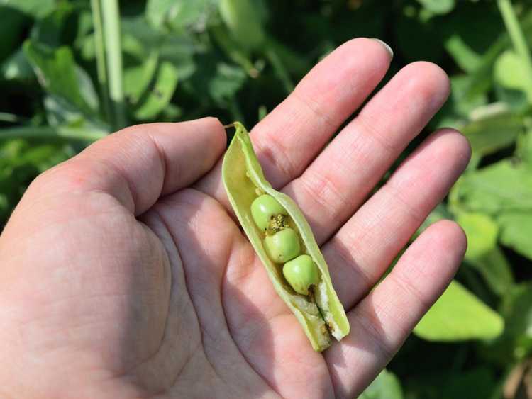 You are currently viewing Maladies des plantes de pois et ravageurs des plantes de pois