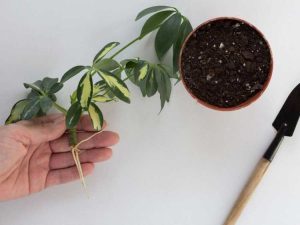 Lire la suite à propos de l’article Boutures de plantes Schefflera: conseils sur la propagation des boutures de Schefflera