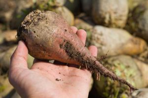 Lire la suite à propos de l’article Stockage des légumes-racines : comment conserver les plantes-racines dans le sable