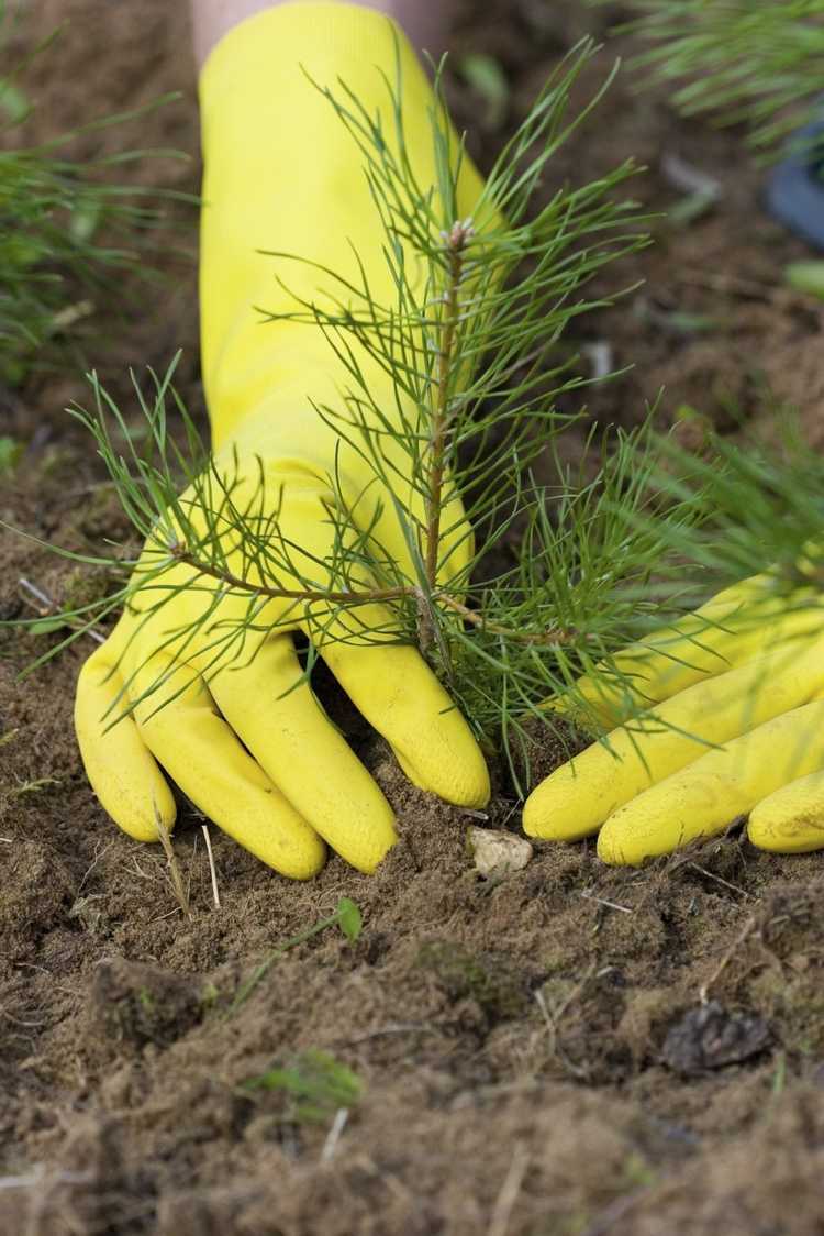 Lire la suite à propos de l’article Planter un pin: prendre soin des pins dans le paysage