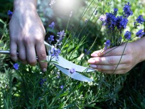 Lire la suite à propos de l’article Temps de récolte de la lavande : comment et quand cueillir des plants de lavande