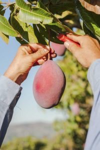 Lire la suite à propos de l’article Récolte des mangues – Apprenez quand et comment récolter les mangues