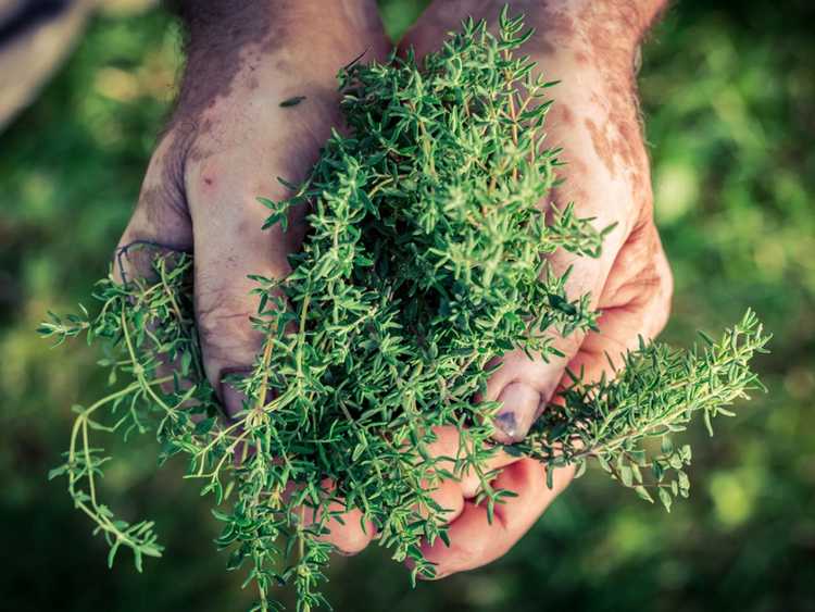 You are currently viewing Comment récolter des herbes – Conseils généraux pour la cueillette des herbes