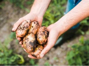 Lire la suite à propos de l’article Types de pommes de terre – Que sont les pommes de terre de fin, de milieu et de début de saison ?