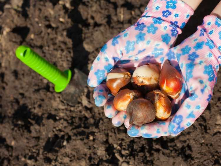 You are currently viewing Comment planter des bulbes dans le sud