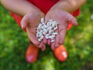 Lire la suite à propos de l’article Leçon de jardinage de haricot magique pour enfants – Comment faire pousser un haricot magique