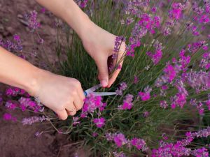 Lire la suite à propos de l’article Dois-je tailler les herbes : quelles herbes doivent être taillées et quand