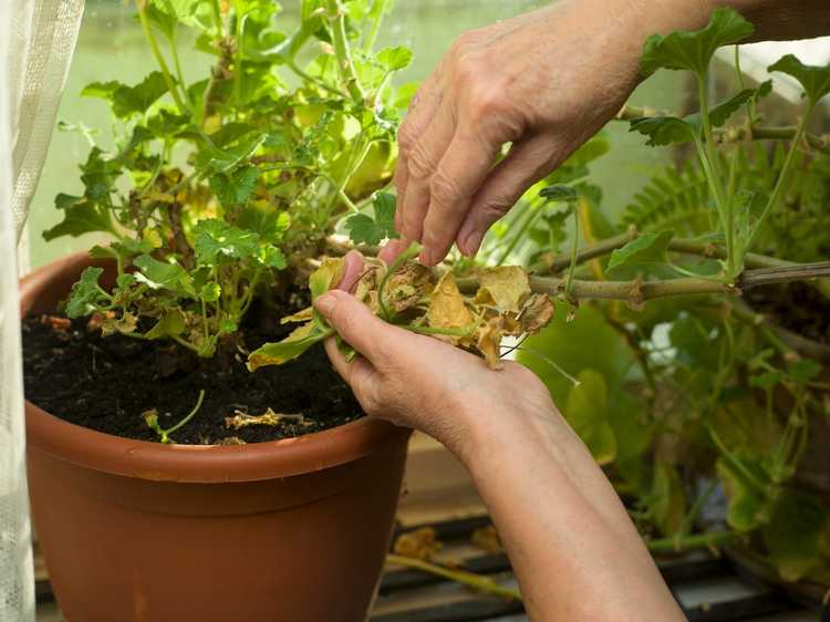 Lire la suite à propos de l’article Qu'est-ce que les feuilles mortes : comment et quand enlever les feuilles des plantes