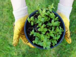 Lire la suite à propos de l’article À quoi sert un pot sans fond – Contenants pour plantes sans fond
