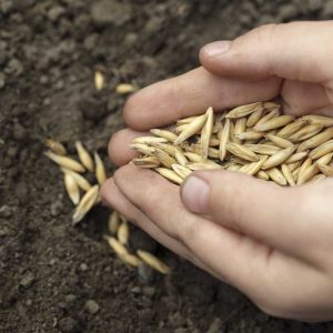 Lire la suite à propos de l’article Grains d'avoine cultivés sur place – Apprenez à cultiver de l'avoine à la maison pour vous nourrir