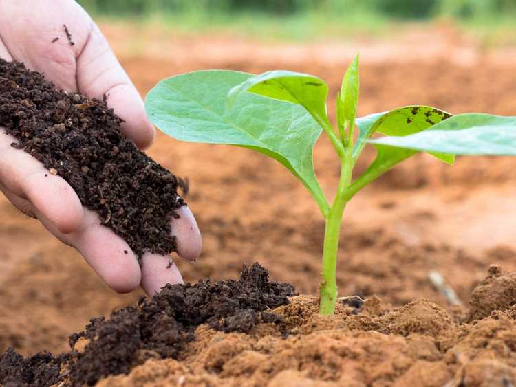 Lire la suite à propos de l’article Que faire avec le compost – Découvrez les utilisations du compost dans le jardin