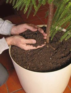 Lire la suite à propos de l’article Plantes en pot envahies par la végétation : conseils pour rempoter une grande plante